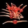 Bloodworm