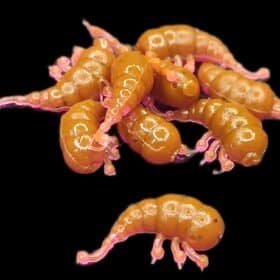 Šoniplauka 13mm - Rudas – Violetinis