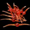 Bloodworm