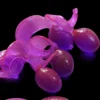 Violetinė (Loksas)